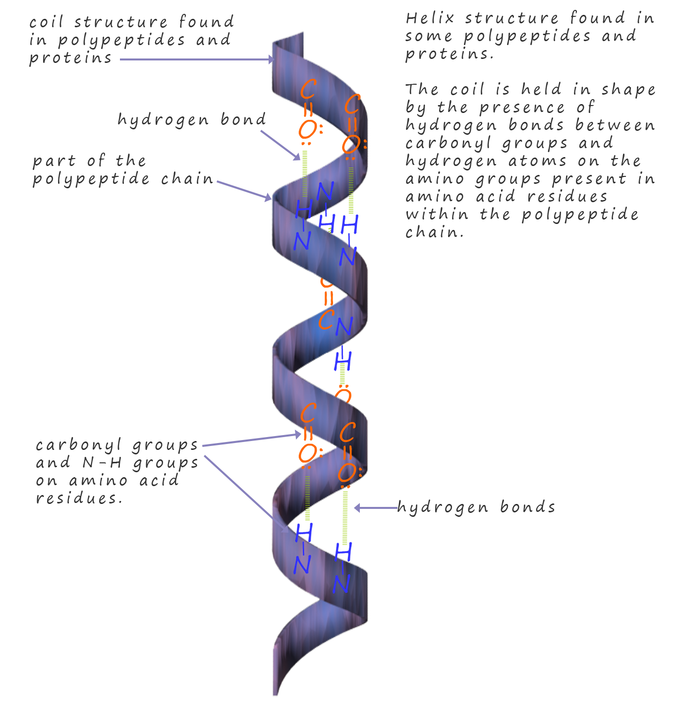 polypeptide chains in a hlix coil